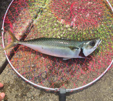 大サバ祭り開催!